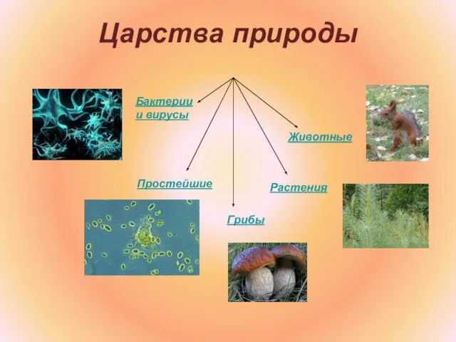 Царства природы Грибы Бактерии и вирусы Животные Простейшие Растения