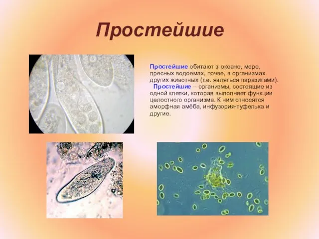 Простейшие Простейшие обитают в океане, море, пресных водоемах, почве, в организмах других