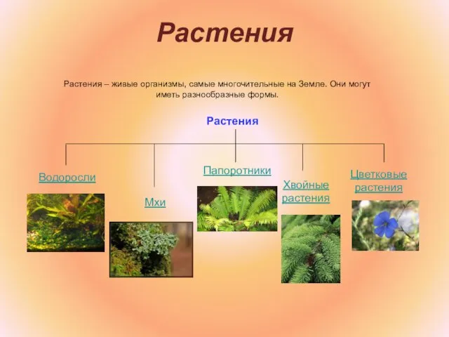 Растения Растения – живые организмы, самые многочительные на Земле. Они могут иметь