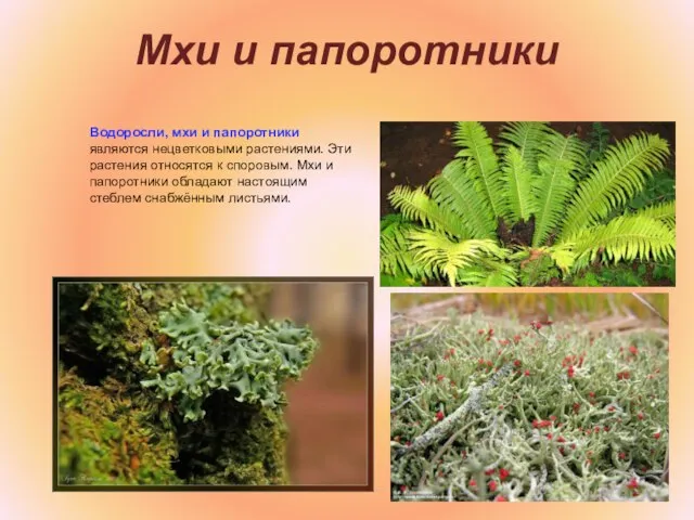 Мхи и папоротники Водоросли, мхи и папоротники являются нецветковыми растениями. Эти растения
