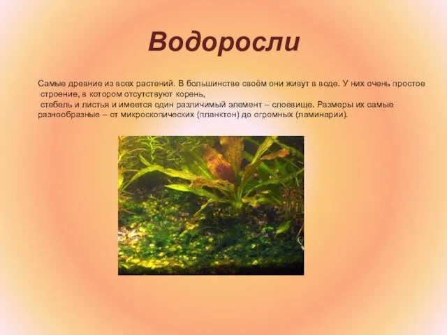 Водоросли Самые древние из всех растений. В большинстве своём они живут в