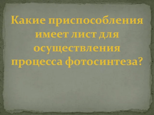 Какие приспособления имеет лист для осуществления процесса фотосинтеза?