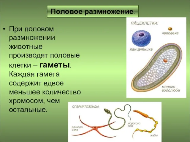 Половое размножение. При половом размножении животные производят половые клетки – гаметы. Каждая