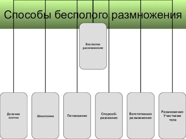 Способы бесполого размножения