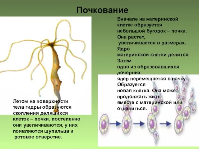 Вначале на материнской клетке образуется небольшой бугорок – почка. Она растет, увеличивается