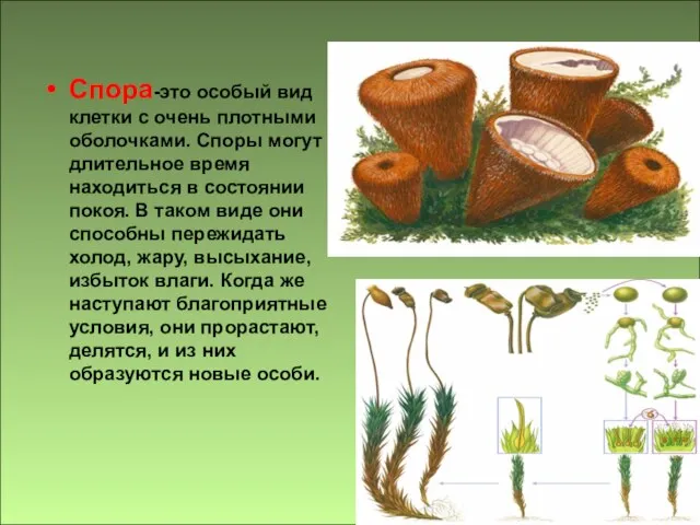 Спора-это особый вид клетки с очень плотными оболочками. Споры могут длительное время