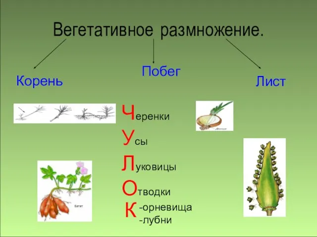 Вегетативное размножение. Корень Побег Лист Черенки Усы Луковицы Отводки -орневища -лубни К