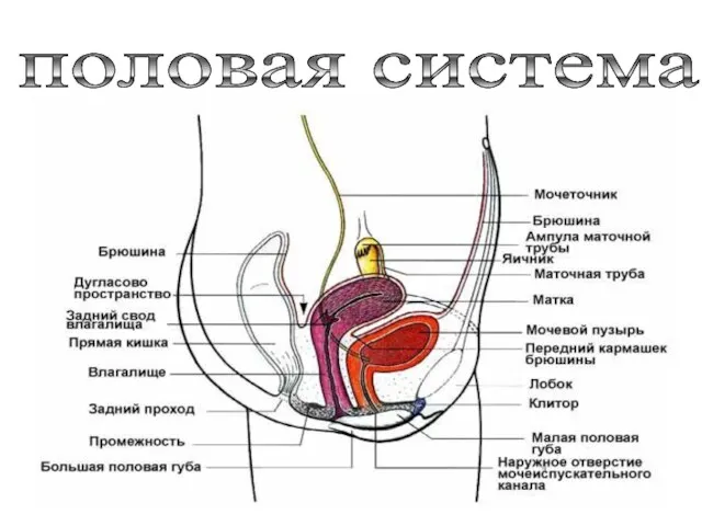 половая система