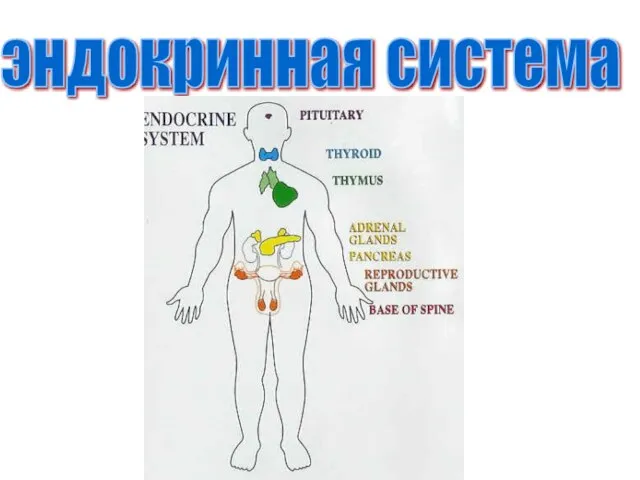 эндокринная система