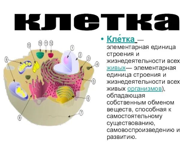 Кле́тка — элементарная единица строения и жизнедеятельности всех живых— элементарная единица строения