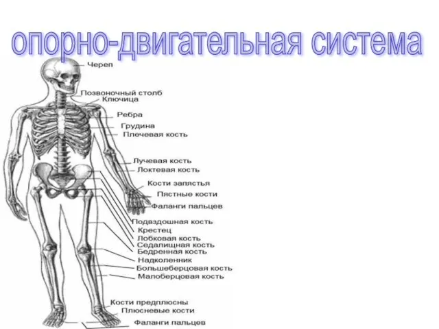 опорно-двигательная система