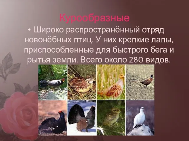 Курообразные Широко распространённый отряд новонёбных птиц. У них крепкие лапы, приспособленные для