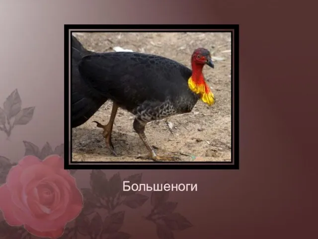 Большеноги