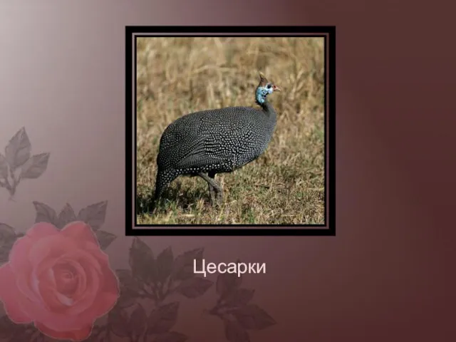 Цесарки