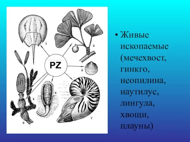 Живые ископаемые (мечехвост, гинкго, неопилина, наутилус, лингула, хвощи, плауны)