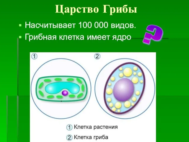 Царство Грибы Насчитывает 100 000 видов. Грибная клетка имеет ядро ?