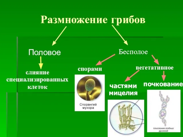 Размножение грибов Половое слияние специализированных клеток спорами вегетативное частями мицелия почкование Бесполое