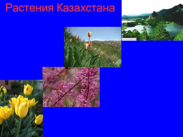 Растения Казахстана Растения Казахстана
