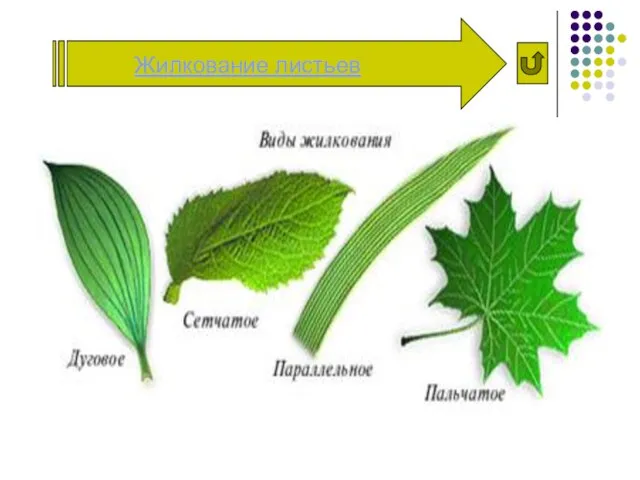 Жилкование листьев