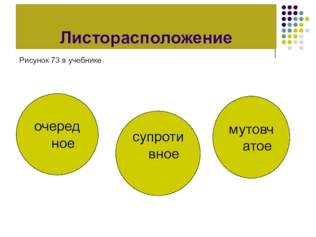 Листорасположение очередное Рисунок 73 в учебнике. супротивное мутовчатое