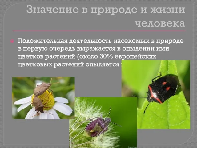 Значение в природе и жизни человека Положительная деятельность насекомых в природе в