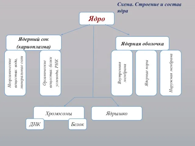 Ядро Ядерный сок (кариоплазма) Ядерная оболочка Неорганические вещества: вода, минеральные соли Органические