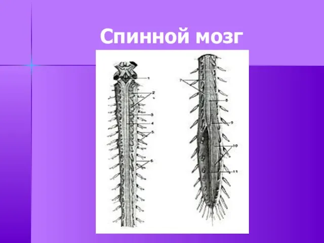 Спинной мозг