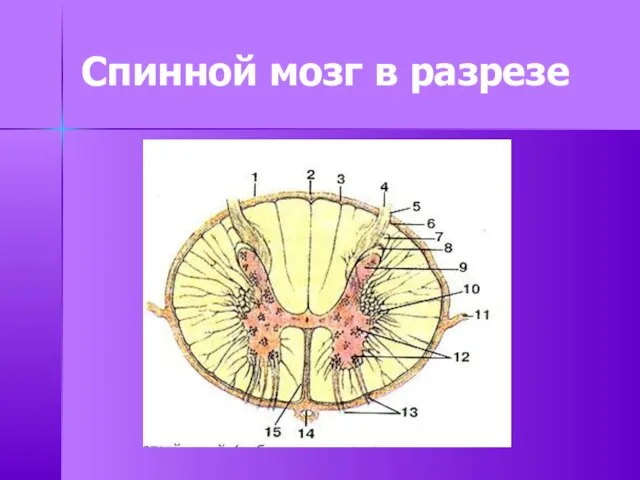 Спинной мозг в разрезе