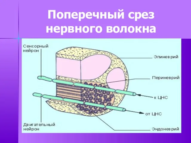 Поперечный срез нервного волокна