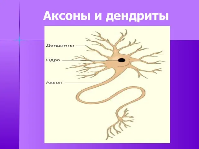 Аксоны и дендриты