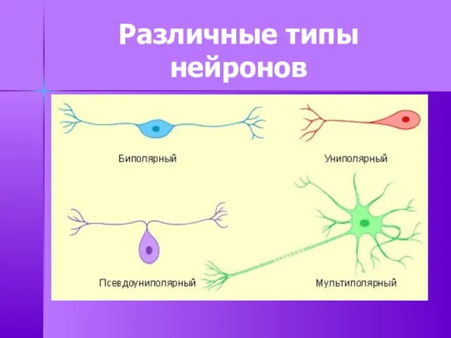 Различные типы нейронов