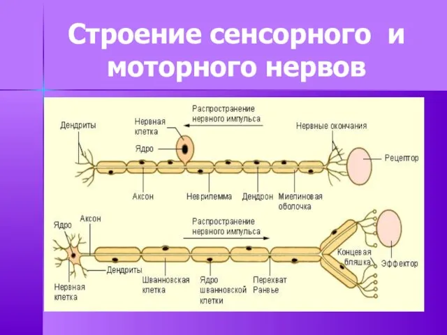 Строение сенсорного и моторного нервов