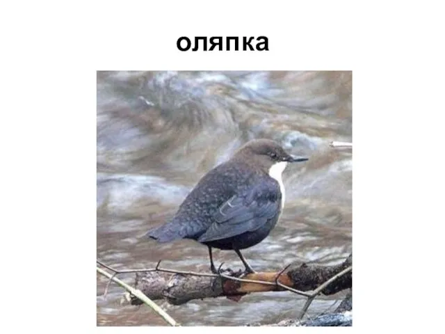 оляпка