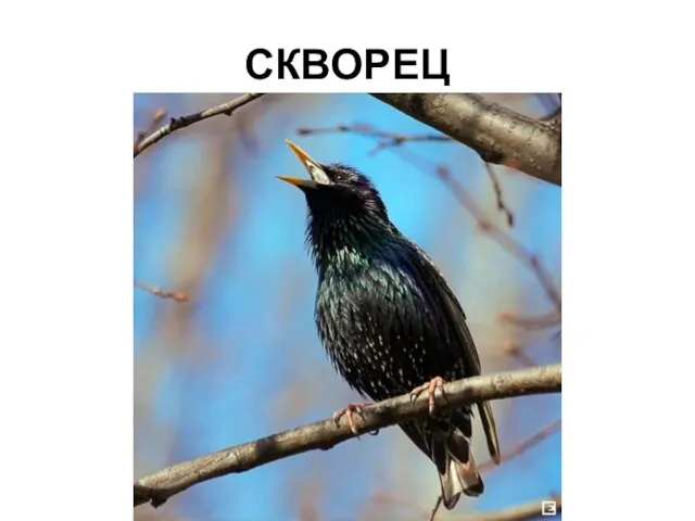 СКВОРЕЦ