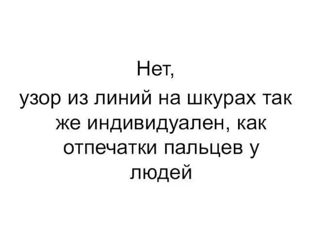 Нет, узор из линий на шкурах так же индивидуален, как отпечатки пальцев у людей