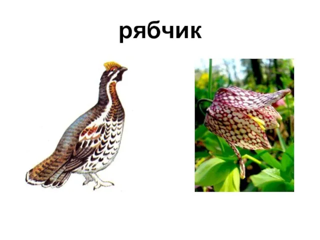 рябчик