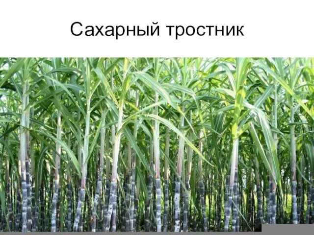 Сахарный тростник