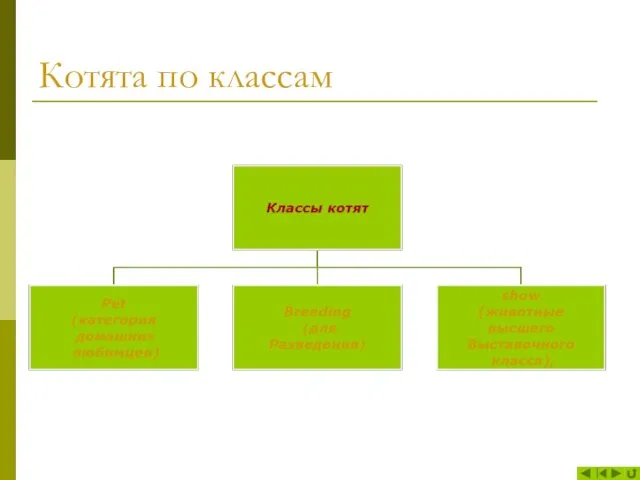 Котята по классам