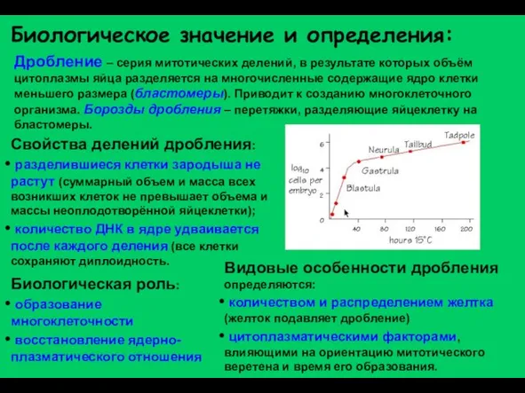 Дробление – серия митотических делений, в результате которых объём цитоплазмы яйца разделяется