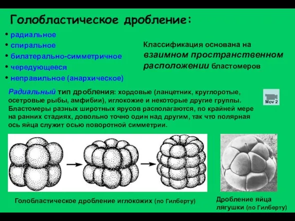 Голобластическое дробление: радиальное спиральное билатерально-симметричное чередующееся неправильное (анархическое) Классификация основана на взаимном