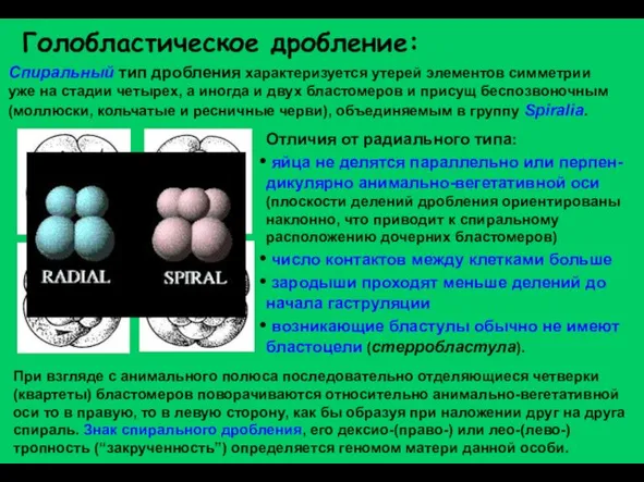 Голобластическое дробление: Спиральный тип дробления характеризуется утерей элементов симметрии уже на стадии