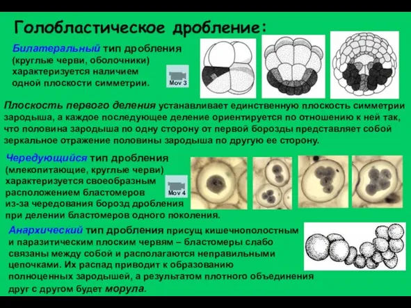 Билатеральный тип дробления (круглые черви, оболочники) характеризуется наличием одной плоскости симметрии. Голобластическое