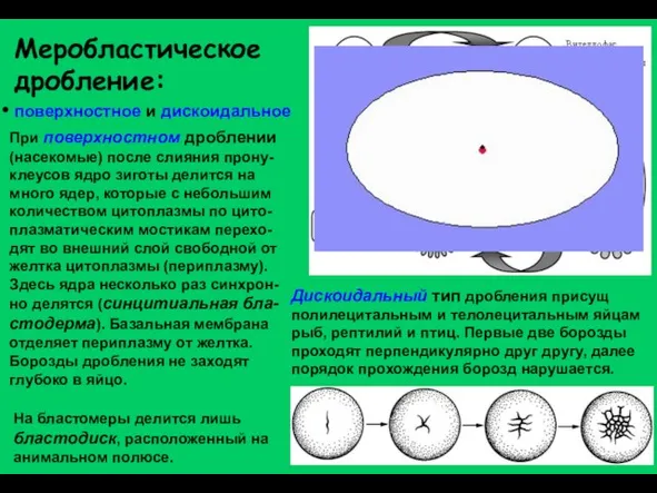 Меробластическое дробление: поверхностное и дискоидальное При поверхностном дроблении (насекомые) после слияния прону-клеусов