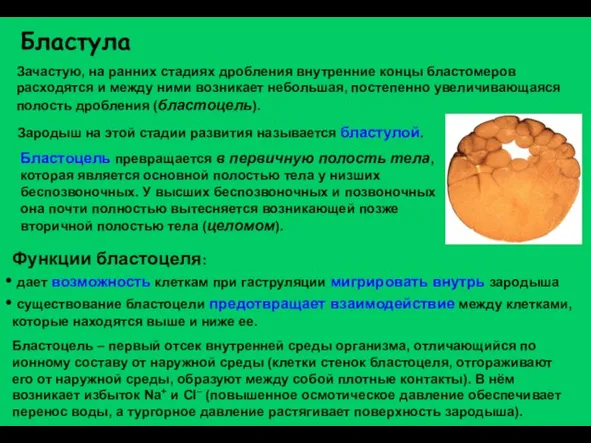 Зачастую, на ранних стадиях дробления внутренние концы бластомеров расходятся и между ними