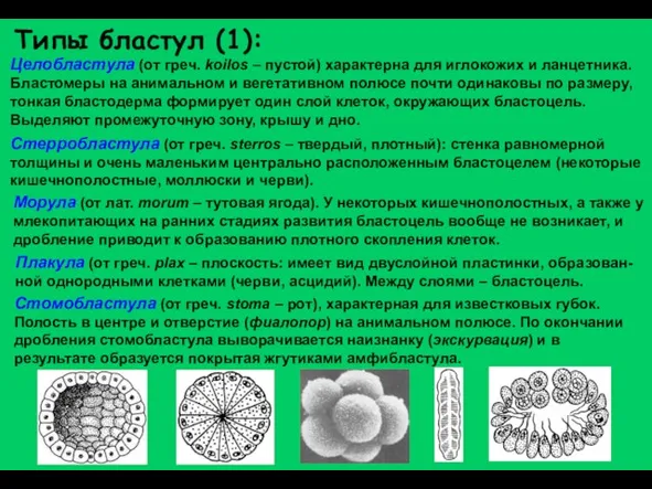 Целобластула (от греч. koilos – пустой) характерна для иглокожих и ланцетника. Бластомеры