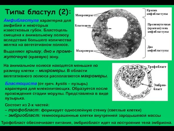 Бластоциста (от греч. kystis – пузырь) характерна для млекопитающих. Образуется после прохождения