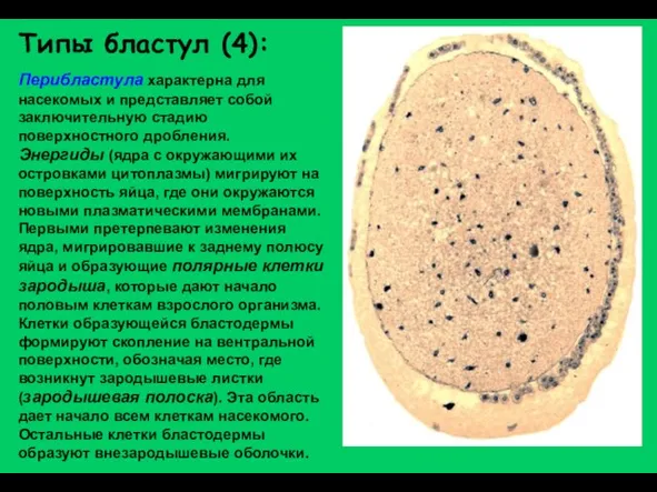 Типы бластул (4): Перибластула характерна для насекомых и представляет собой заключительную стадию