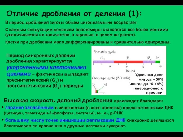 Отличие дробления от деления (1): В период дробления зиготы объем цитоплазмы не