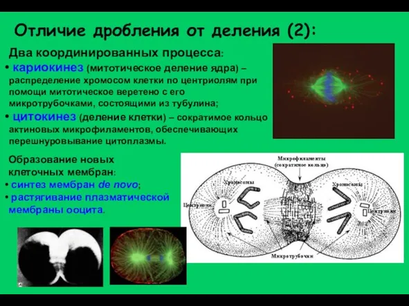 Отличие дробления от деления (2): Два координированных процесса: кариокинез (митотическое деление ядра)