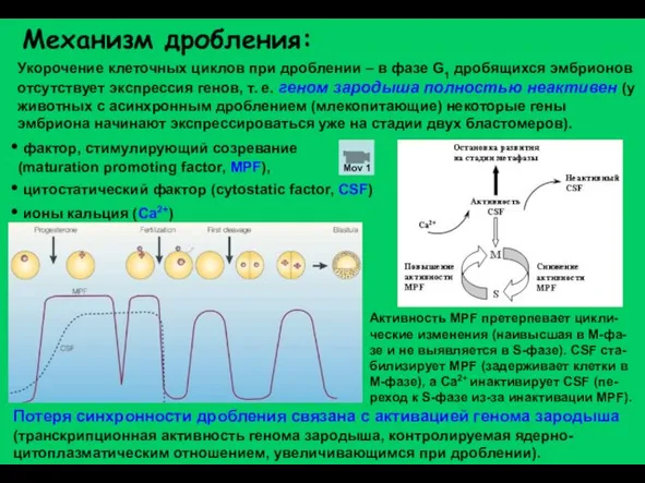 Механизм дробления: Укорочение клеточных циклов при дроблении – в фазе G1 дробящихся